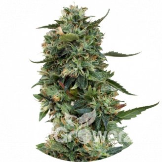LSD Fem.