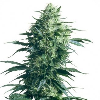 Купить семена марихуаны Lemon Cheese Auto Fem. Купить семена марихуаны Lemon Cheese Auto Fem.