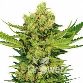 Cheese Auto Fem.