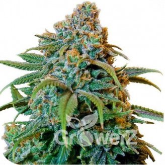 Thai Haze Auto Fem.