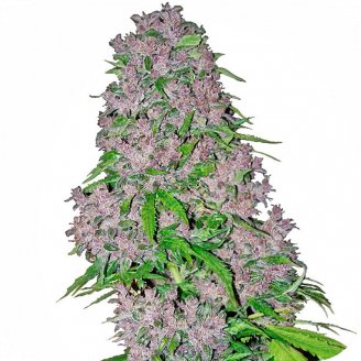Купить семена марихуаны Blue Hawaiian Auto Fem. Купить семена марихуаны Blue Hawaiian Auto Fem.