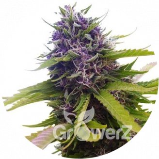 Blueberry Auto Fem.