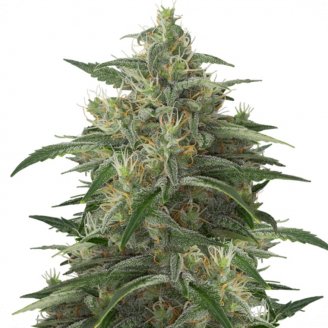 Купить семена марихуаны Moby Dick Fem. Купить семена марихуаны Moby Dick Fem.