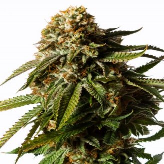 Купить семена марихуаны Royal Gorilla Auto Fem. Купить семена марихуаны Royal Gorilla Auto Fem.