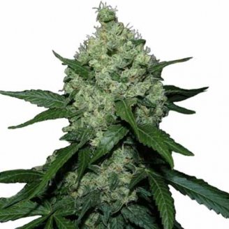 Купить семена марихуаны Astral Fem. Купить семена марихуаны Astral Fem.