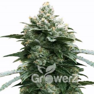 Bruce Banner Fem.