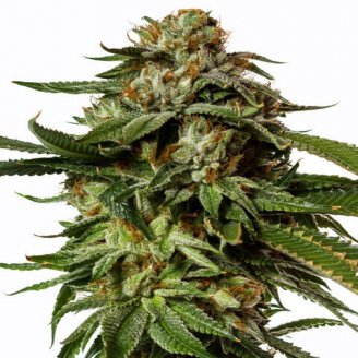 Купить семена марихуаны Gorilla Glue Fem. Купить семена марихуаны Gorilla Glue Fem.