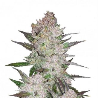 Купить семена марихуаны Cream Cookies Auto Fem. Купить семена марихуаны Cream Cookies Auto Fem.