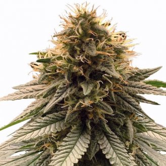 Купить семена марихуаны Strawberry Pie Auto Fem. Купить семена марихуаны Strawberry Pie Auto Fem.