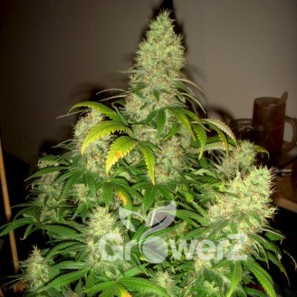 Medusa Auto Fem.