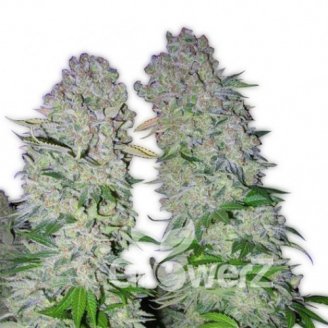 AK 47 Auto Fem.