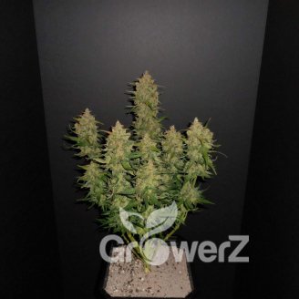 AK 47 Auto Fem.
