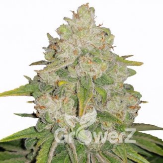 Bruce Banner Auto Fem.