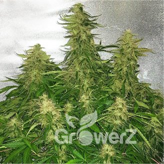 Afghan Auto Fem.