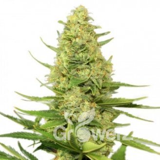 AK 47 XL Auto Fem.