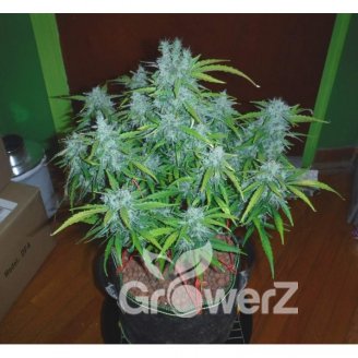 AK 47 XL Auto Fem.