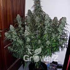White Widow Fem.
