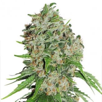 Купить семена марихуаны Bruce Banner Fem. Купить семена марихуаны Bruce Banner Fem.