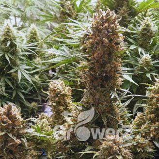 Bubble Sherbet Fem.