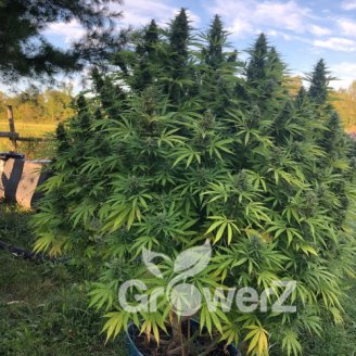 Bubble Sherbet Fem.