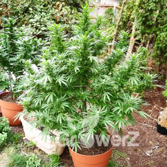 White Widow XL Fem.