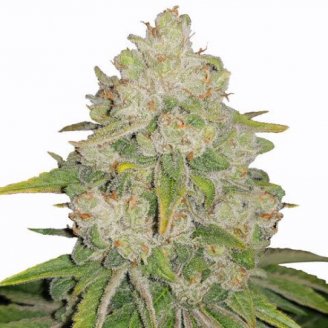 Купить семена марихуаны Bruce Banner # Fem. Купить семена марихуаны Bruce Banner # Fem.