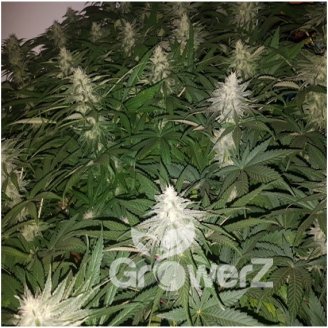 Eleven Roses Fem.