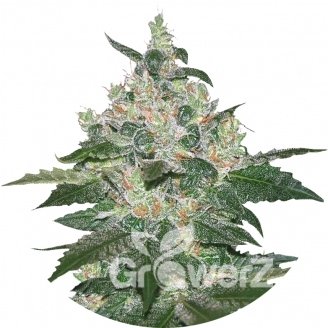 Afghan Kush Fem.